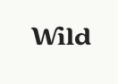 WILD logo